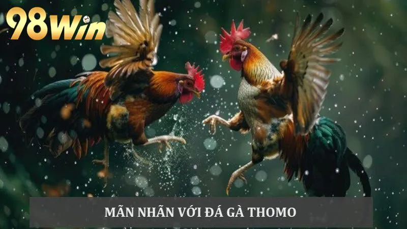 Kê thủ mãn nhãn với các trận Đá gà Thomo gay cấn