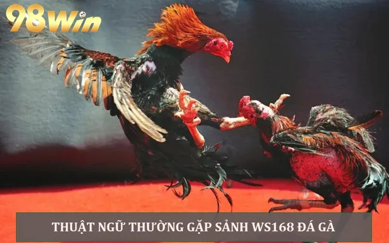 Thuật ngữ quen thuộc anh em nên biết khi chơi Đá gà