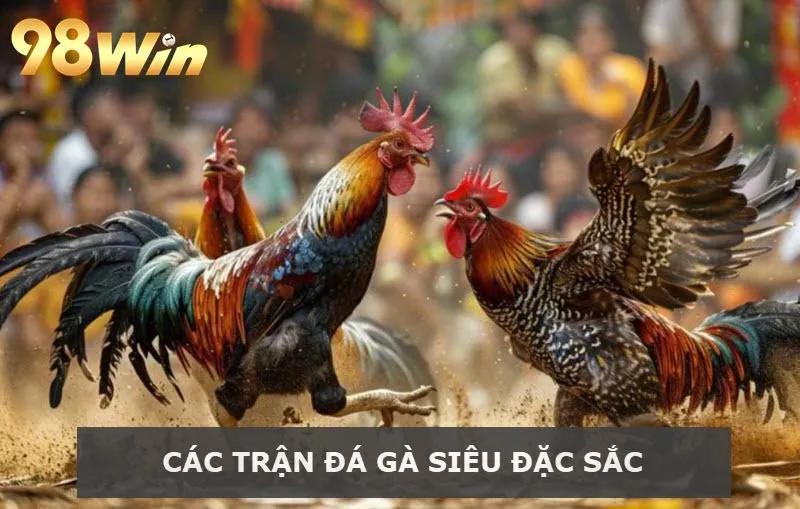 Các trận Đá gà 98Win siêu đặc sắc